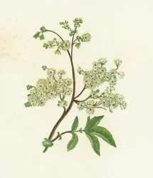 牧草地の甘い、またはスケイソウ、Spiraea Ulmaria